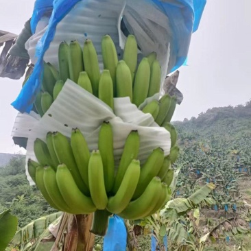 香蕉，口感软糯香甜，规格齐全，全年供应，价格便宜