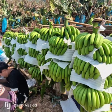 香蕉，口感软糯香甜，规格齐全，全年供应，全国发货