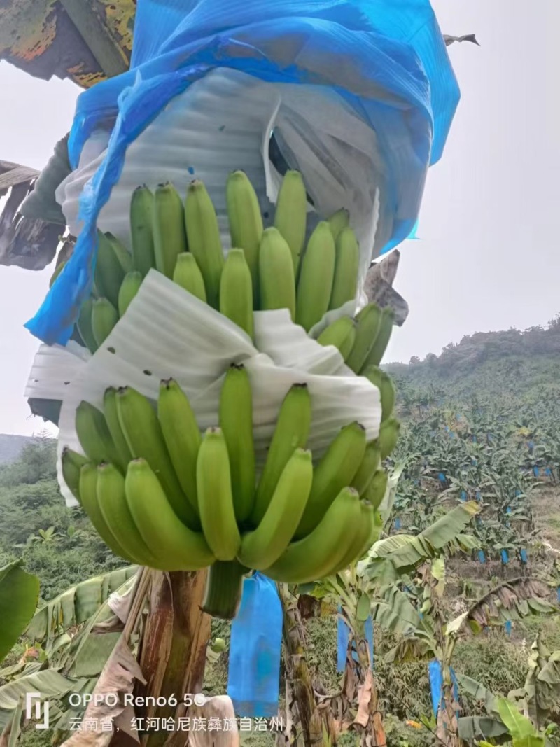 香蕉，口感软糯香甜，规格齐全，全年供应，价格便宜
