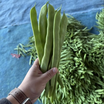 扁豆