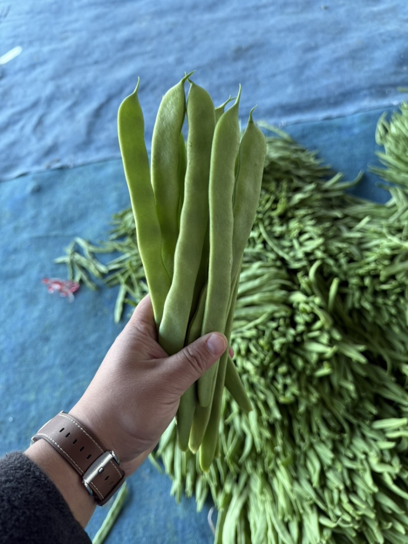 扁豆