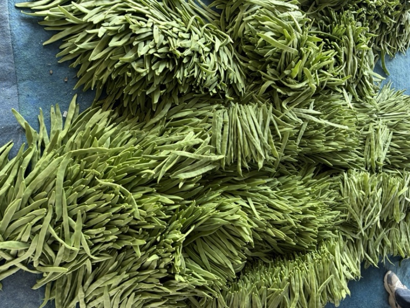 扁豆