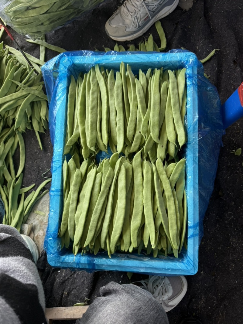 扁豆