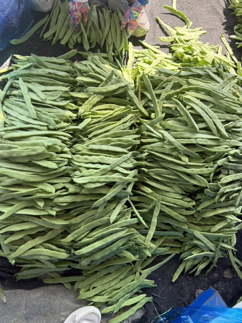 扁豆