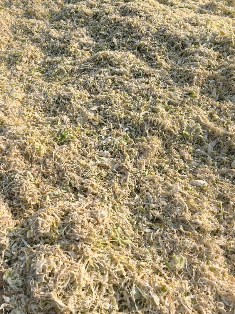 26年云南包菜丝梅干菜脱水蔬菜雪里红去芯包菜丝盐菜