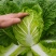山东聊城黄心菊锦白菜大量上市，精品3/4/5/6