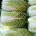山东聊城黄心菊锦白菜大量上市，精品3/4/5/6
