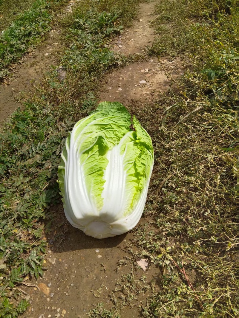 山东聊城黄心菊锦白菜大量上市，精品3/4/5/6