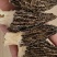 恩施富硒干羊肚菌