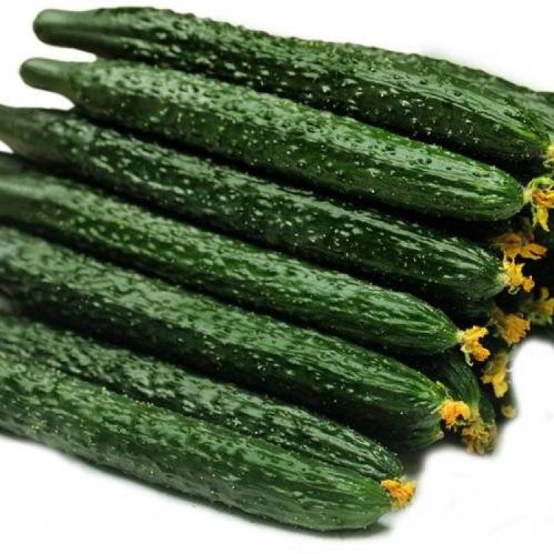 新鲜精品黄瓜现采现发量大从优