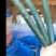 新鲜精品黄瓜现采现发量大从优