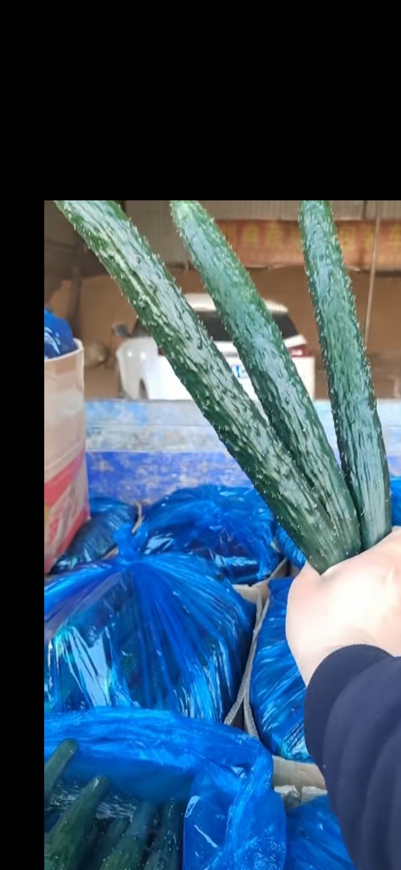 新鲜精品黄瓜现采现发量大从优