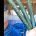 新鲜精品黄瓜现采现发量大从优