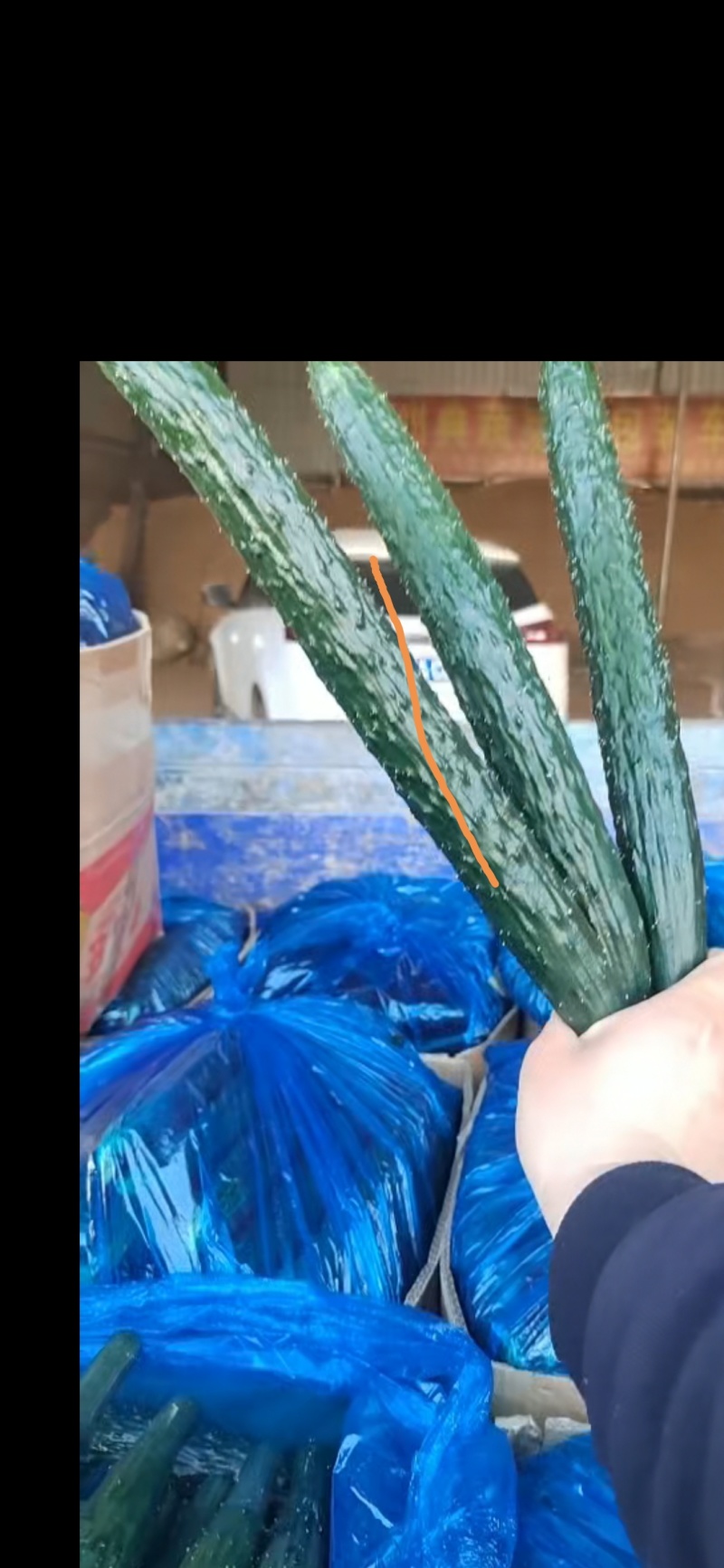 新鲜精品黄瓜现采现发量大从优