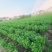 潮汕金不换罗勒叶源头种植场地直供
