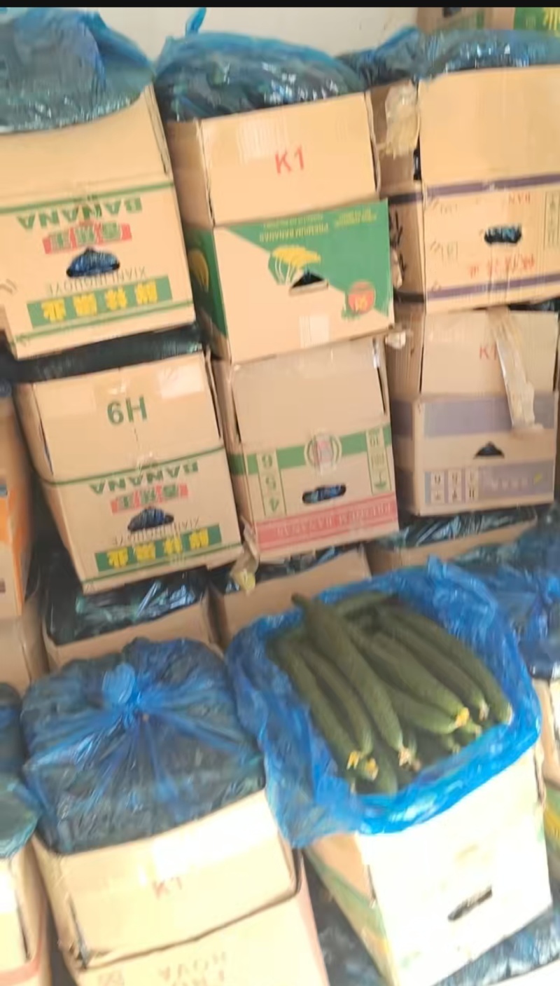 新鲜精品黄瓜现采现发量大从优