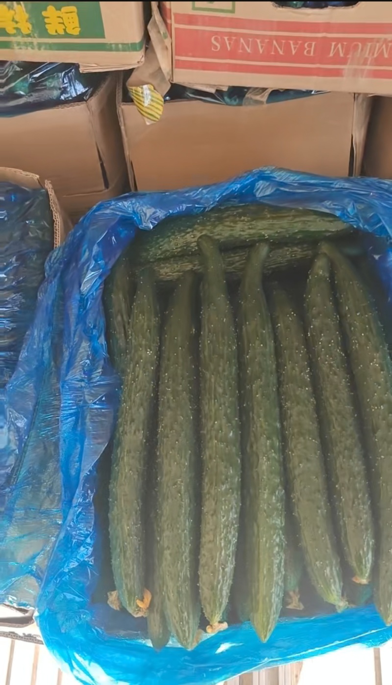 新鲜精品黄瓜现采现发量大从优
