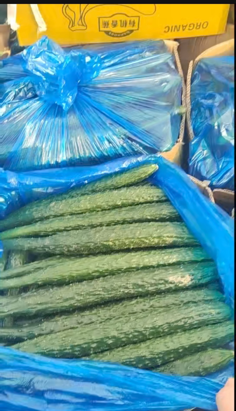 新鲜精品黄瓜现采现发量大从优
