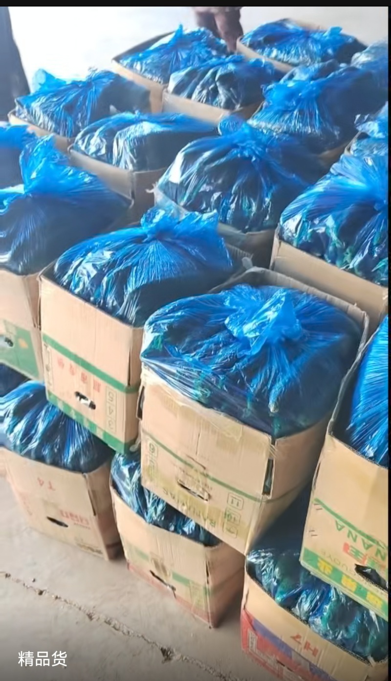新鲜精品黄瓜现采现发量大从优