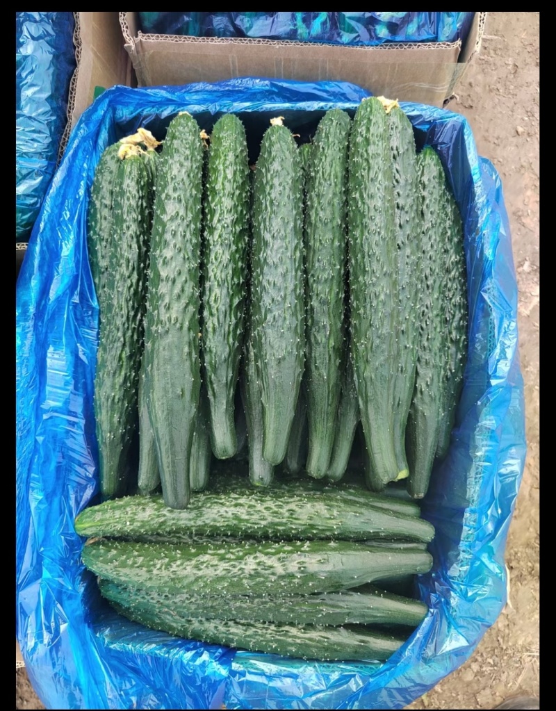 新鲜精品黄瓜现采现发量大从优