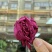 墨红玫瑰现货2025年的新花颜色好，花朵大，