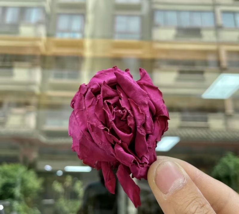 墨红玫瑰现货2025年的新花颜色好，花朵大，