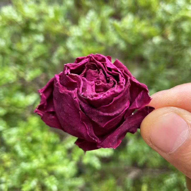 墨红玫瑰现货2025年的新花颜色好，花朵大，
