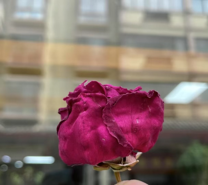 墨红玫瑰现货2025年的新花颜色好，花朵大，