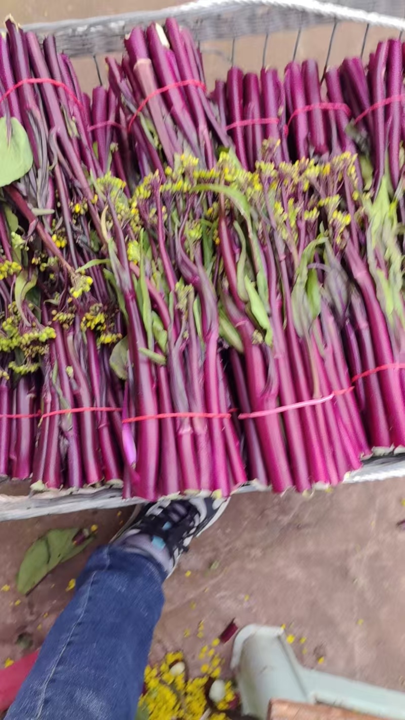 散花，红油菜苔