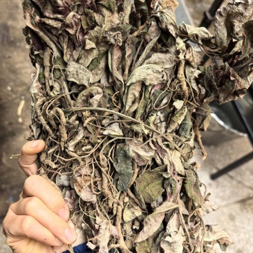 野生虎舌红，红毛毯，老虎利