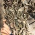 野生虎舌红，红毛毯，老虎利