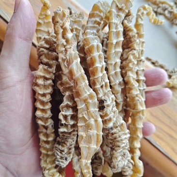 云南地参