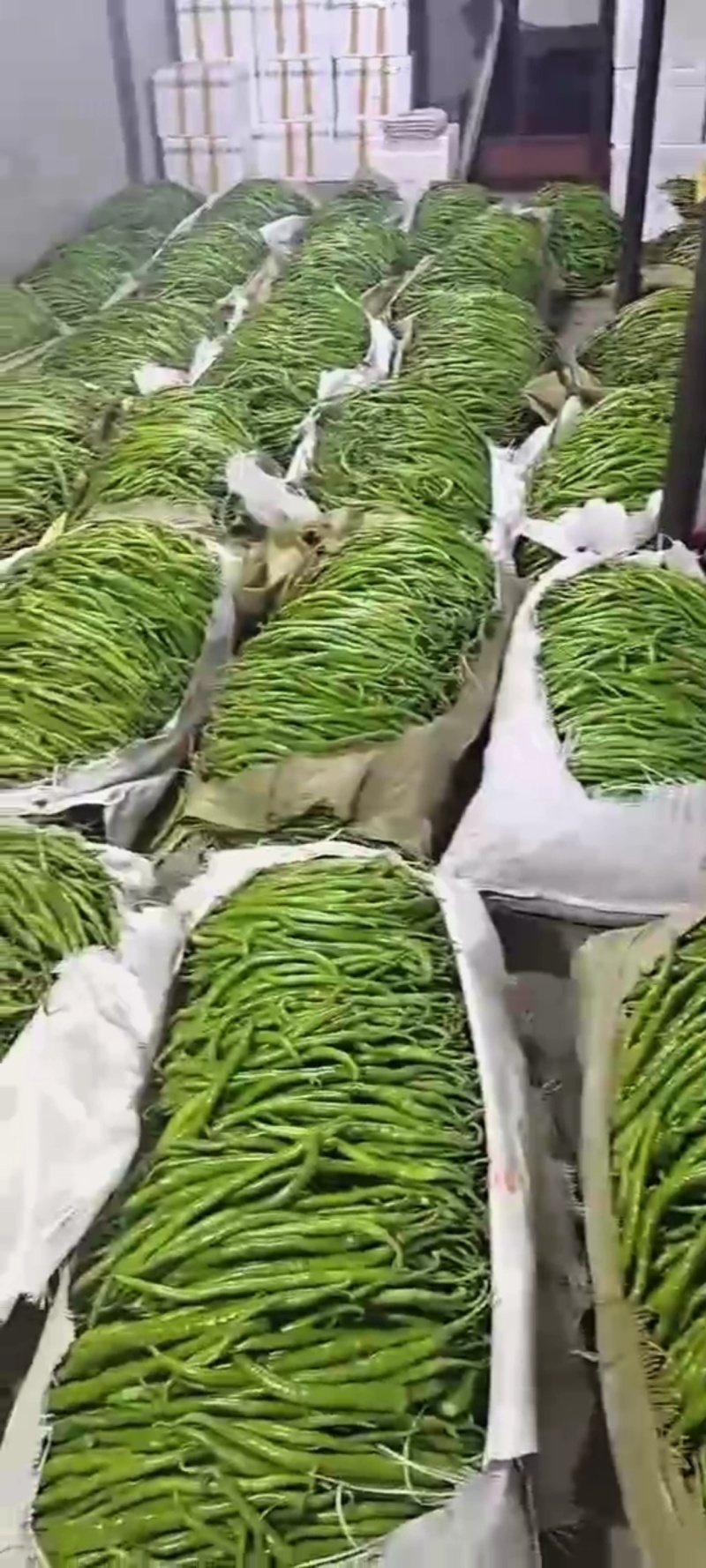 辣椒山东临沂线椒，螺丝椒，薄皮椒，口感辛辣，产地批发