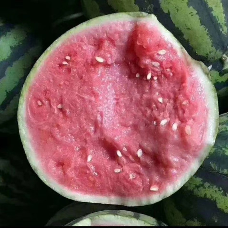 山东临沂美都西瓜，8424西瓜产地批发，薄皮肉甜果型标准