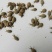 地牯牛又称蚁狮