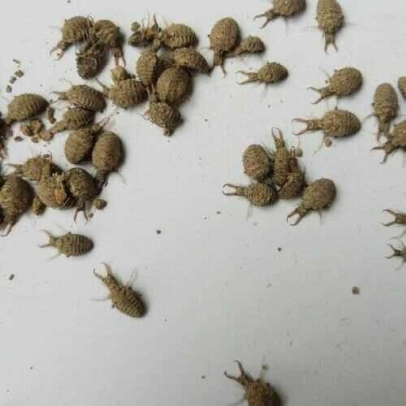 地牯牛又称蚁狮