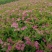 基地大量出售20-80高绣线菊