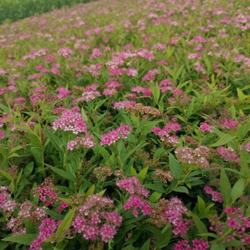 基地大量出售20-80高绣线菊