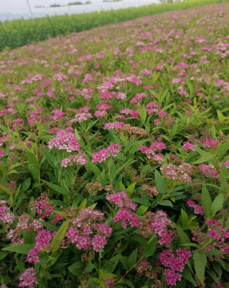 基地大量出售20-80高绣线菊