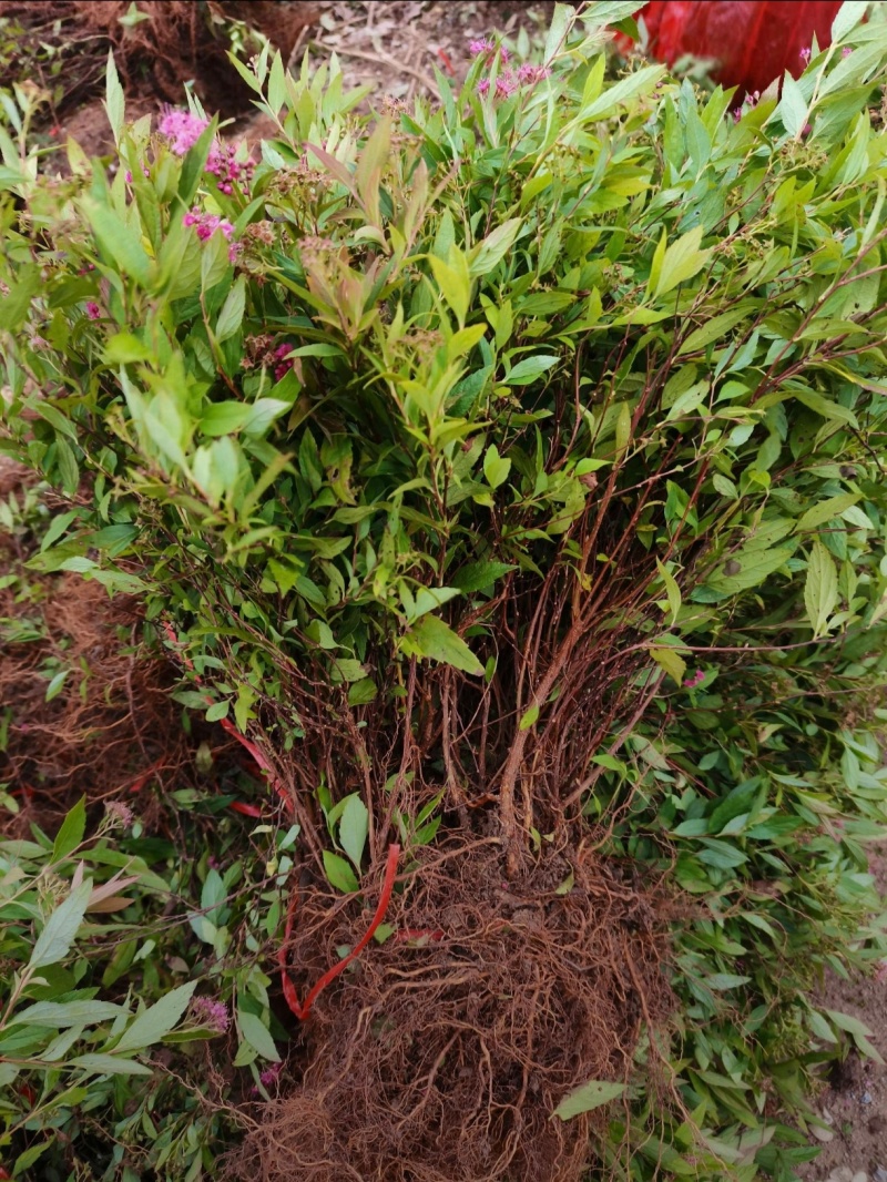 基地大量出售20-80高绣线菊