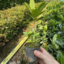 巴西樱桃苗樱桃苗水果苗产地直发量大优惠樱桃