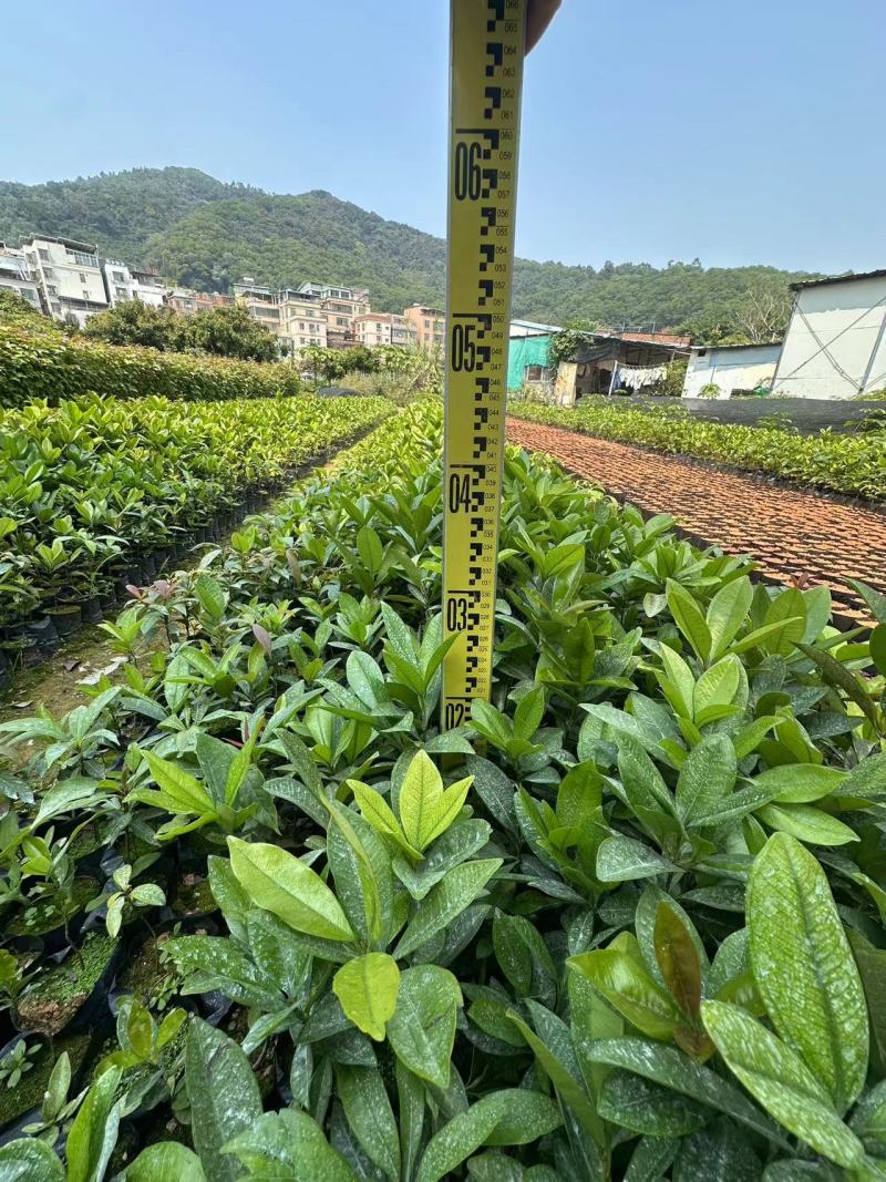 巴西樱桃苗樱桃苗水果苗产地直发量大优惠樱桃