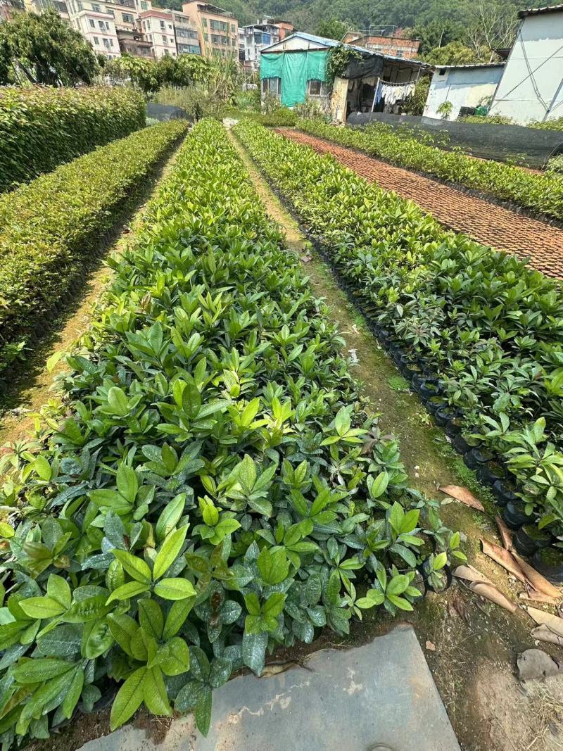 巴西樱桃苗樱桃苗水果苗产地直发量大优惠樱桃