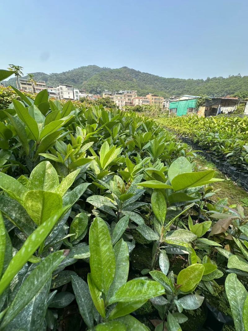 巴西樱桃苗樱桃苗水果苗产地直发量大优惠樱桃