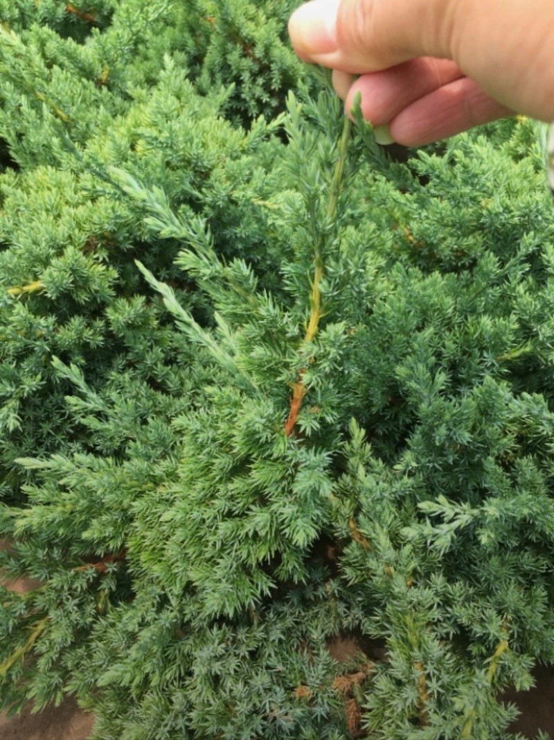 基地大量出售20-80厘米铺地柏