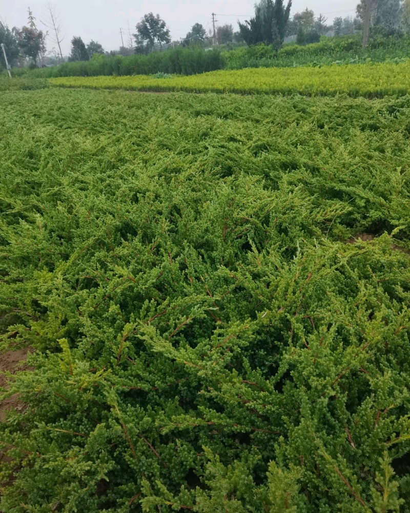 基地大量出售20-80厘米铺地柏
