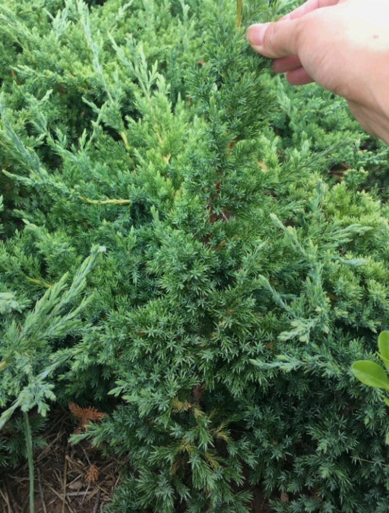 基地大量出售20-80厘米铺地柏