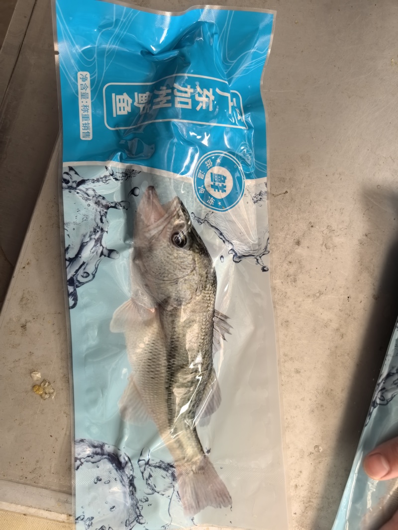 鲈鱼三去真空鲜鲈鱼