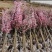 基地大量出售3-15公分榆叶梅，货源充足