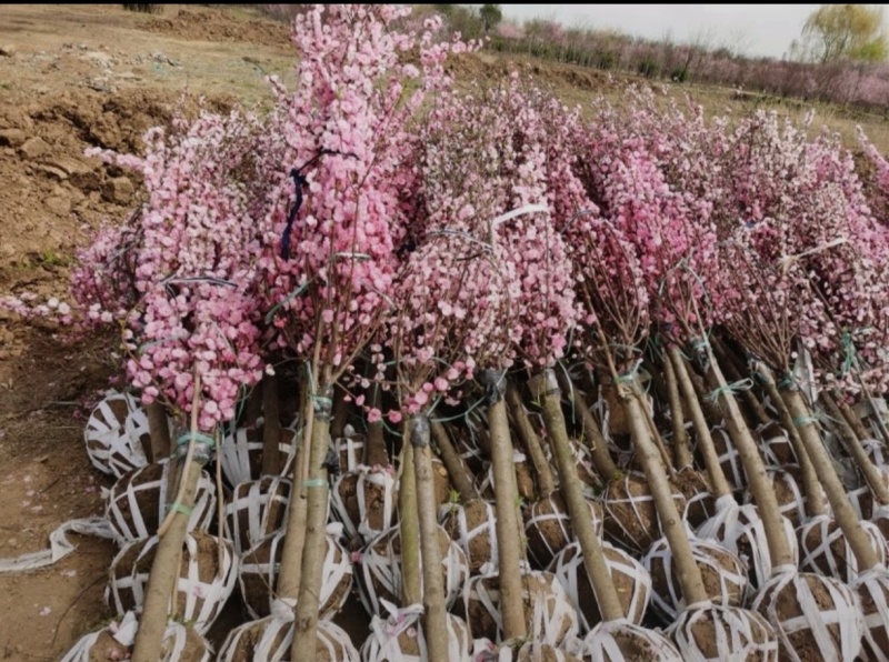 基地大量出售3-15公分榆叶梅，货源充足